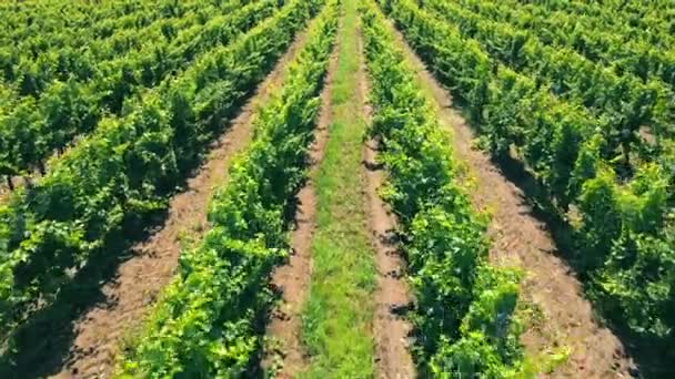 Vuelo aéreo sobre viñedos verdes en Ucrania. Cultivo industrial de uvas. — Vídeo de stock