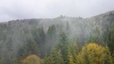 Sisli bir günde sık bir ormanı gösteren yüksek açılı drone görüntüsü. Bitmeyen yeşil ve yaprak döken ağaçlar..