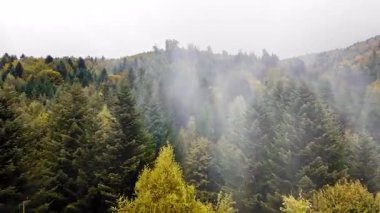 Sisli bir ormanın yüksek açılı drone görüntüsü. Uzun yeşil ağaçları ve açık sisi vurguluyor..