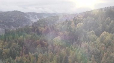 Yeşil ve sonbahar renklerinde ağaçlarla kaplı, sisli ve güneşli tepelik bir ormanın havadan çekilmiş görüntüsü..