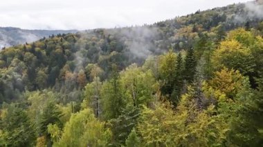 Farklı renkte ağaçlar ve yükselen sis ile ormanın uçsuz bucaksız genişliğini gösteren yüksek açılı bir drone görüntüsü..