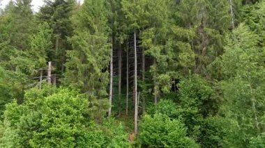 Yüksek, ince ağaçlar ve parlak yaz ışığı altında sık çalılıklarıyla kozalaklı ormanın dikey görüntüsü..