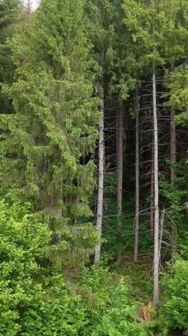 Yüksek, ince ağaçlar ve parlak yaz ışığı altında sık çalılıklarıyla kozalaklı ormanın dikey görüntüsü..