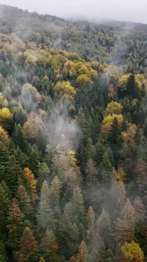 Geniş bir orman tepe örtüsünün puslu atmosferik görüntüsü. Sarı ve turuncu sonbahar renkleri koyu yeşil ile harmanlanmış..