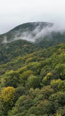 Dik bir dağ yamacını kaplayan yoğun yeşil orman alçak asılı sis ve dramatik sisli atmosferle.