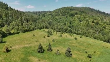 Yoğun bir Karpat ormanı ve dağ zirvesine uzanan sarp çimenli bir yamacın geniş hava manzarası, dağınık yeşil ağaçları ve gökyüzü olan canlı yeşil tepelerin yaz manzarası..