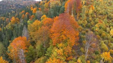 Yoğun bir sonbahar ormanında canlı kırmızı-turuncu yaprak döken bir ağacın yakın çekim görüntüsü, karışık renkli yapraklar ve koyu yeşil bitkilerle yüksek kontrastlı sonbahar manzarası..