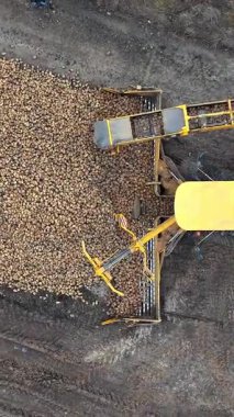 Sarı hasat aracının tarım arazisindeki büyük bir depo yığınına şeker pancarlarını boşaltması, kırsal alanda verimli ürün toplama ve tarım teknolojisi sergilemesi.