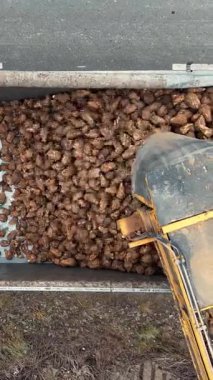 Hasat edilen şeker pancarlarının hava görüntüsü büyük bir kamyona yükleniyor, endüstriyel ekipmanlar ürünleri eşit olarak dağıtıyor..