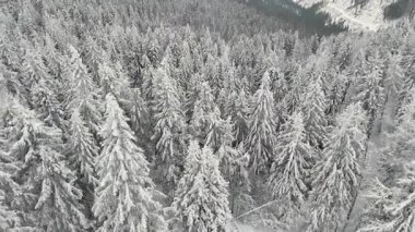 Kışın ormandaki çam ağaçlarının hava manzarasını kapatın. Soğuk bir günde yoğun bir şekilde kar ve donla kaplıdır..