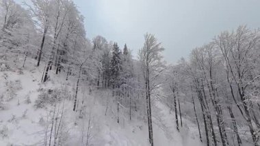 Dağ ormanlarında kar ve beyaz buzullarla kaplı uzun ağaçların manzarası, soğuk hava manzarası..