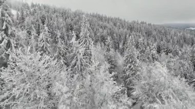 Çam ve köknar ağaçlarıyla güzel kış ormanlarının havadan görünüşü, soğuk dağlarda donmuş ormanlarla kaplı manzaralı karlı doğa manzarası..