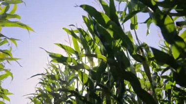 Yeşil mısır yapraklarının arasından parlayan güneş, tarlada tarım yapan yaz..