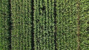 İnsansız hava aracından gelen yeşil mısır tarlalarının havadan görünüşü, tarım büyümesi.