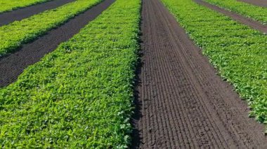 Organik tarım çiftliğindeki yeşil sebze çiftliklerinin havadan görünüşü.