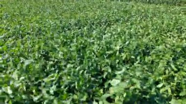 Yeşil sebze tarlasının havadan görünüşü, organik tarım çiftliğinin insansız hava aracı görüntüsü..