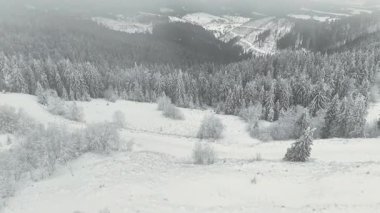 Kışın dağlarını ve sisli çam ormanlarını kaplayan kar perspektifi.