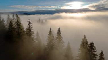 Beyaz bulutların arasından yükselen ladin ağaçlarının sersemletici hava manzarası, kalın bir sabah sisi tabakasının içindeki rüya gibi Karpatya dağ zirveleri..