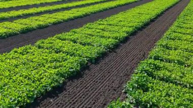 Çiftlikteki uzun, düz, yeşil tarımsal tarlaların havadan görünüşü, tarladaki koyu verimli toprak zengin yaz hasat mevsimi için hazır..