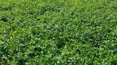 Yazın yemyeşil soya tarlasının havadan yakından görünüşü. Parlak güneş ışığı altında sağlıklı organik bitkiler birbirine yakın büyüyor..