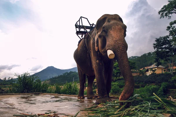 Dalat zincirinde el yapımı fil