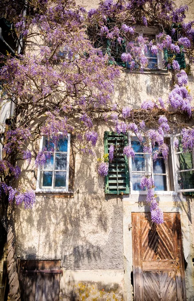 Facade of the old building with violet flowers, Luzern, Switzerland Stock Image