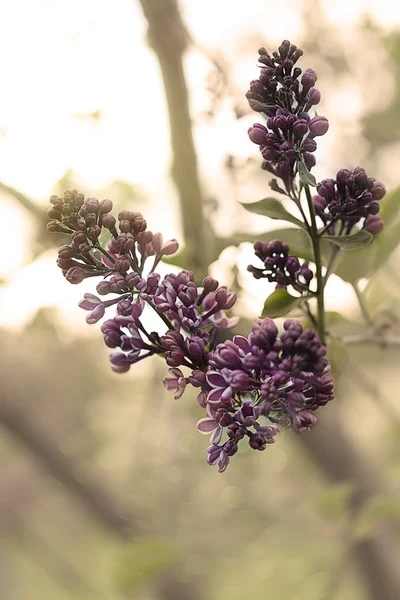 Leylak burgeons — Stok fotoğraf