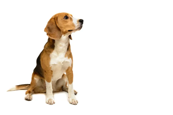 Beagle femmina isolata su sfondo bianco — Foto Stock