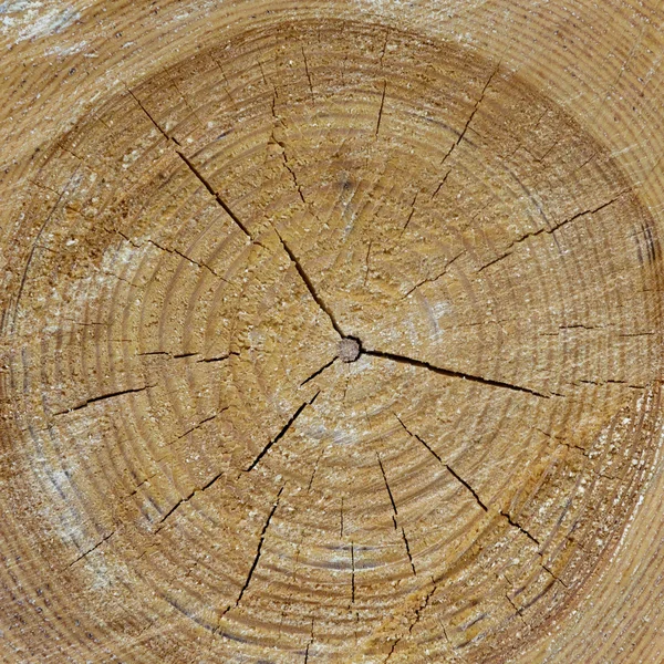 Textura de corte de madera de primer plano —  Fotos de Stock