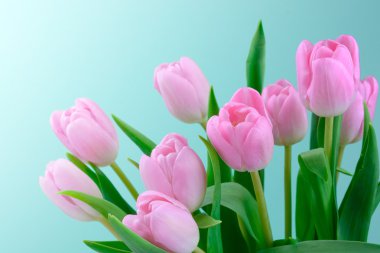 Pembe taze Lale çiçek