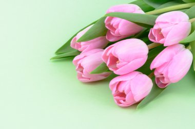 Pembe taze Lale çiçek