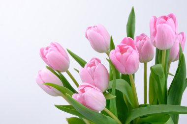 Pembe taze Lale çiçek
