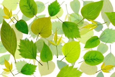 soyut yeşil yaprakları arka plan. 