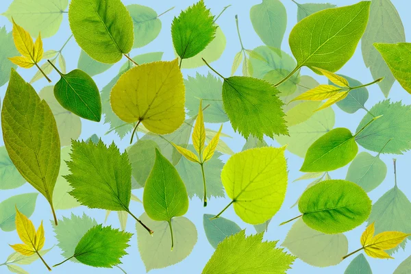 Zielone liście streszczenie tło. — Zdjęcie stockowe