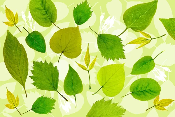 Zielone liście streszczenie tło. — Zdjęcie stockowe