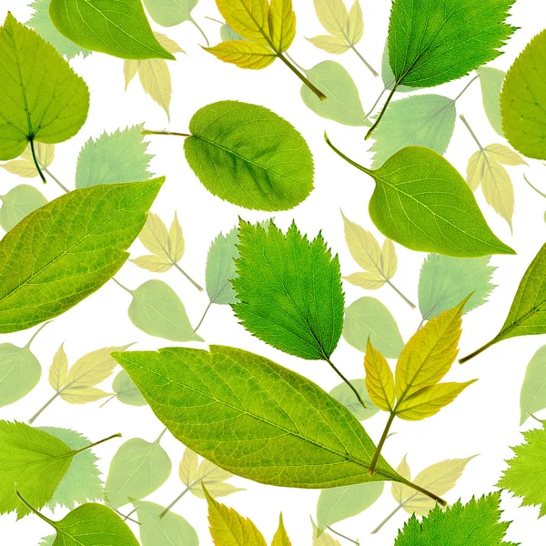 Płynne zielone liście tła — Zdjęcie stockowe