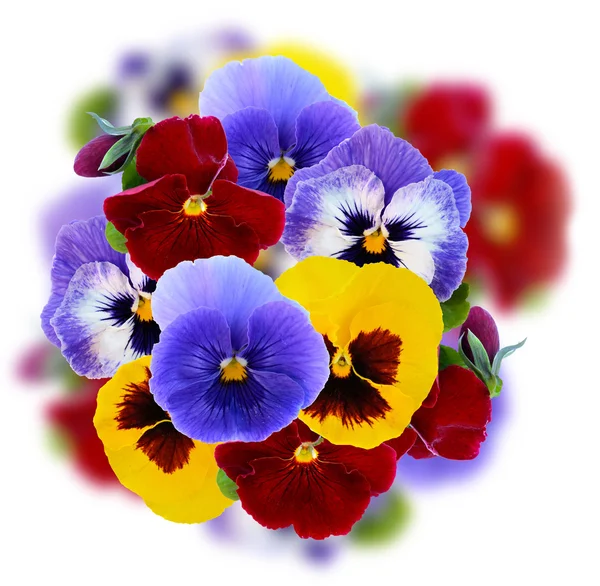 Fleurs d'alto fond coloré — Image vectorielle