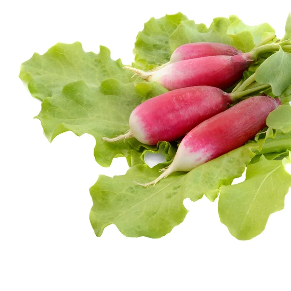 Frischer Rettich auf grünen Salatblättern — Stockfoto