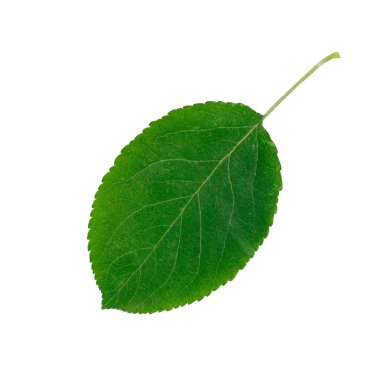 Yeşil elma yaprak üzerinde beyaz izole