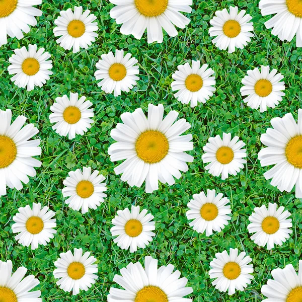 Gänseblümchen Blumen nahtlose Muster auf natürlichem grünen Gras Mix Hintergrund — Stockfoto