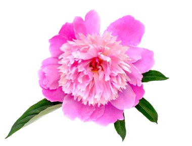 Beyaz arka plan üzerinde izole Şakayık çiçekleri