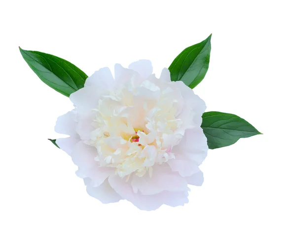 하얀 배경에 고립되어 있는 조랑 꽃 — 스톡 사진