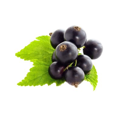 beyaz izole siyah kuş üzümü