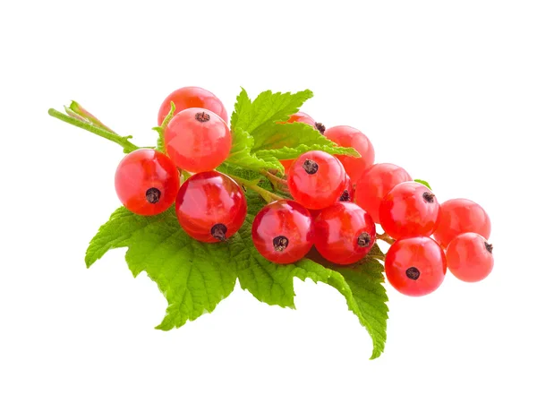 Red currants and green leaves isolated on white background — Stock Photo, Image