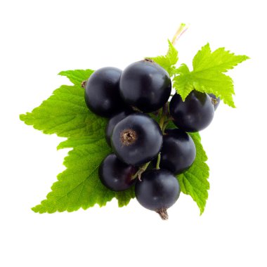 beyaz izole siyah kuş üzümü