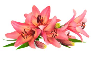 Beyaz arkaplanda izole edilmiş pembe zambak çiçeği