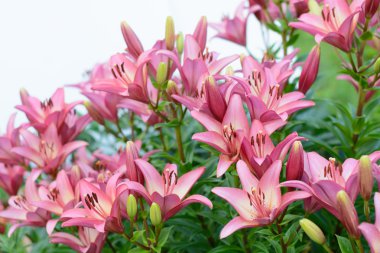 Pembe lily çiçekler arka plan