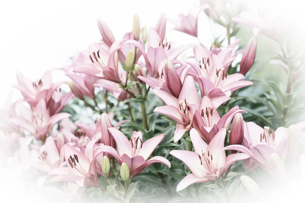 Rózsaszín liliom virágok és a retro háttér alakformálás — Stock Fotó