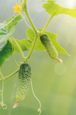 Bir asma Bahçe üzerinde büyüyen salatalık