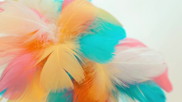 barevné pozadí videa s různobarevné peří na bílém